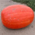 Голиаш (Атлант) семена тыквы (Moravoseed)