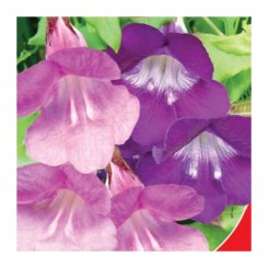 Азарина ползающая семена маурандии (GL Seeds)