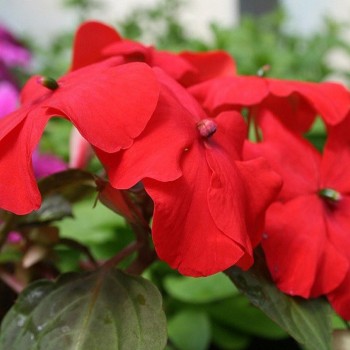 Баланс F1 красный (red) семена бальзамина (Hem Genetics)