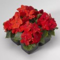 Баланс F1 красный (red) семена бальзамина (Hem Genetics)