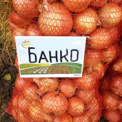 Банко насіння цибулі ріпчастої пізньої 115-120 дн. до 300 гр. жовтою (Syngenta)