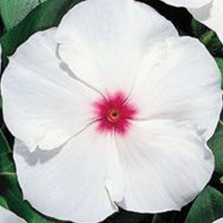 Барокко Peppermint семена барвинка (Kitano Seeds)
