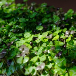 Базилік суміш 5 ароматів насіння мікрозеленого (Agrocity) Базилік суміш 5 ароматів насіння мікрозеленого (Agrocity)