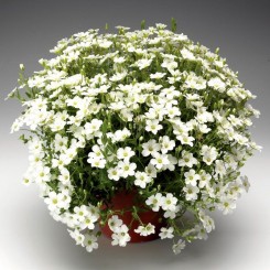Близзард Компакт семян армерии белой (white) (Syngenta)