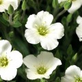 Близзард Компакт семян армерии белой (white) (Syngenta)