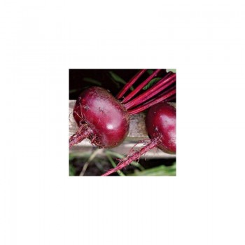 Бордо семян свеклы столовой (Rem seeds)