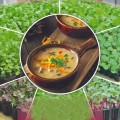 Брокколи семена микрозеленые (Seedera)