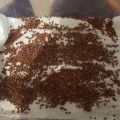 Брокколи семена микрозеленые (Seedera)