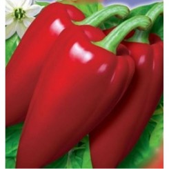 Букет сходів насіння перцю солодкого (GL Seeds)