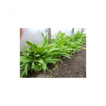 Черемша семян дикого чеснока (GL Seeds) Черемша семян дикого чеснока (GL Seeds)