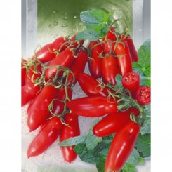 Башмачки семечки помидора индетерминантного (GL Seeds)
