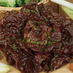 Чотири сезони насіння салату тип Маслянистий (Украина)