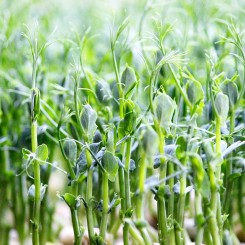 Чичарос (1 урожай) набор для выращивания микрозеленый (Agrocity)