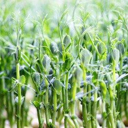 Чичарос (1 урожай) набор для выращивания микрозеленый (Agrocity)