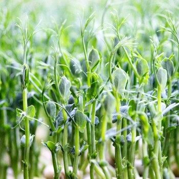Чичарос (1 урожай) набор для выращивания микрозеленый (Agrocity)