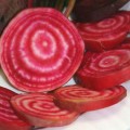 Чиогиа Гардсмарк семена свеклы столовой (Sakata)