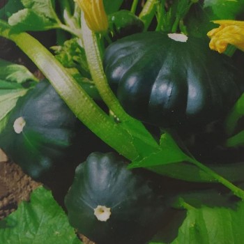 Дарк семян патиссона среднего 50 дн. 6-7 см (Hortus)