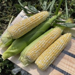 Дефендер F1 (ESB74F1) семена кукурузы суперсладкой Sh2 биколор (Lark Seeds)