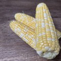 Дефендер F1 (ESB74F1) семена кукурузы суперсладкой Sh2 биколор (Lark Seeds)