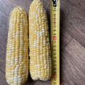 Дефендер F1 (ESB74F1) семена кукурузы суперсладкой Sh2 биколор (Lark Seeds)