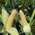 Дефендер F1 (ESB74F1) семена кукурузы суперсладкой Sh2 биколор (Lark Seeds)