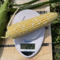 Дефендер F1 (ESB74F1) семена кукурузы суперсладкой Sh2 биколор (Lark Seeds)