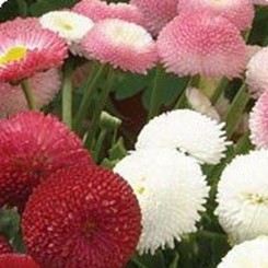 Дефиле Mix (смесь) семена маргаритки (Kitano Seeds)
