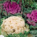 Капуста декоративная смесь (mix) семян (Moravoseed)