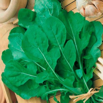 Деликатесные семена рукколы (GL Seeds)