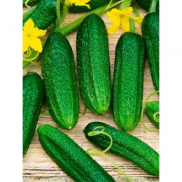 Сільське насіння огірка бджолозапилюваного (GL Seeds)