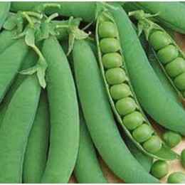 Детский восторг семян гороха (GL Seeds)