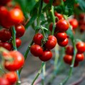Девонет F1 семена томата полудетерминантного (Syngenta)