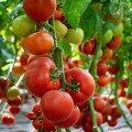 Девонет F1 семена томата полудетерминантного (Syngenta)