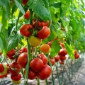 Девонет F1 семена томата полудетерминантного (Syngenta)