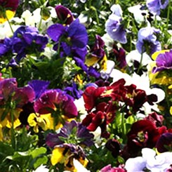 Династия Blotch mixed семена фиалки (Kitano Seeds)