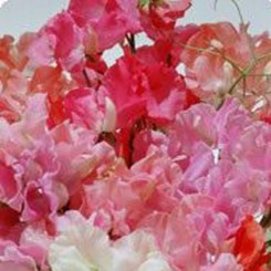 Джессика Mix (смесь) семян горошка душистого (Kitano Seeds)