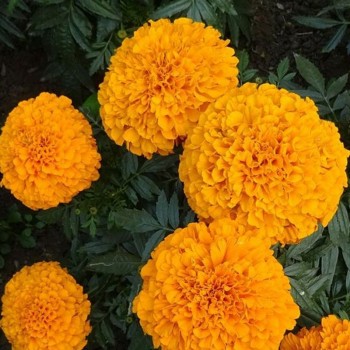 Эквинокс оранжевые (Orange) семена бархатцев (Hem Zaden)