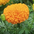 Эквинокс оранжевые (Orange) семена бархатцев (Hem Zaden)