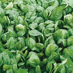 Ель Форте насіння шпинату (Syngenta)