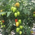 Эльза F1 семена помидора индетерминантного (Lark Seeds)