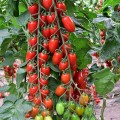 ЕС 51076 F1 (ES 51076 F1) семена помидора черри индетерминантного (Ergon seeds)