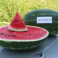 ES 75126 F1 семена арбуза среднего (Ergon seeds)