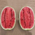 ES 75126 F1 семена арбуза среднего (Ergon seeds)