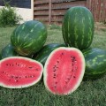 ES 75126 F1 семена арбуза среднего (Ergon seeds)