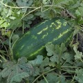 ES 75126 F1 семена арбуза среднего (Ergon seeds)