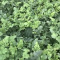 ES 75126 F1 семена арбуза среднего (Ergon seeds)