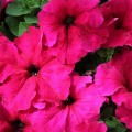 Эспрессо гранде Дип Роуз F1 (Deep Rose) семена петунии грандифлора (Floranova)