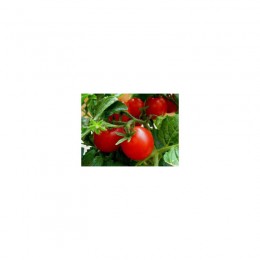 ЕС 1418 F1 (EZ 1418 F1) семена помидора детерминантного (LibraSeeds)