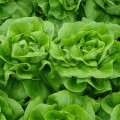 Ферли Organic семена салата тип Маслянистый дражированный (Enza Zaden/Vitalis)