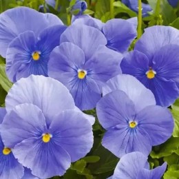 Фино F1 Mid Blue семена виолы (Syngenta)